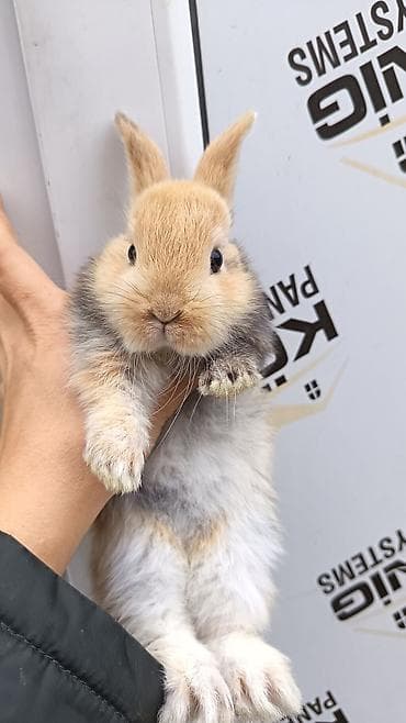 pitbul balaları: Cins boyumeyen dovşan balalari. Tek ve top satilir. Çatdirma metro ve — 6