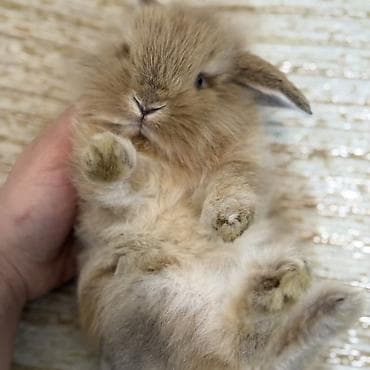 tovuz quwu: Mini lop (qulaqları sallanan) dekorativ dovşan balası - Cins: Mini — 4