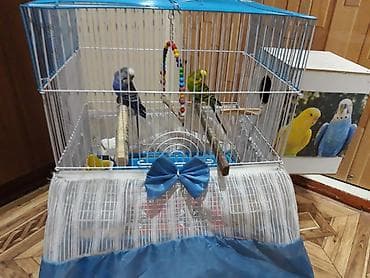 quş yuvasi: Dalmatin və yaşıl-sarı rəngli iki dalğıç (dalmatin rəng çaları olan — 2