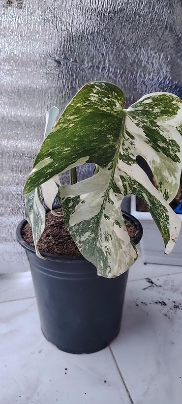 kol bitkiləri: Monstera albo variegata – nadir, ağ-yaşıl alacalı yarpaqlı dekorativ — 1