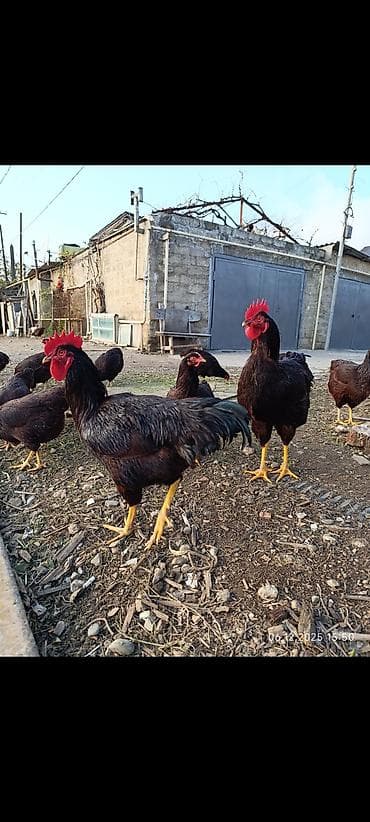 Птицы: Redisland cücələri öz şəkillərdir say məduddur — 3