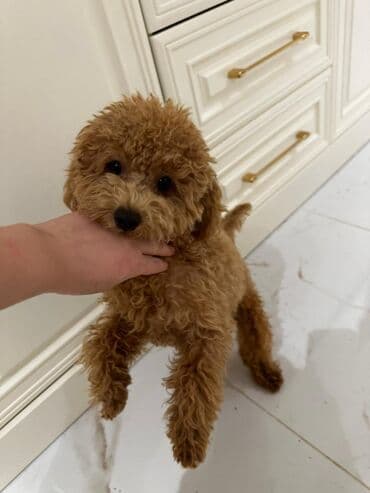 cütləş: Pudel, 1 il, Erkek, Peyvəndli — 1