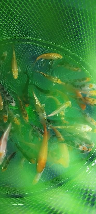 zvanok it satilir: Koi, Sülhsevər, Ödənişli çatdırılma — 6