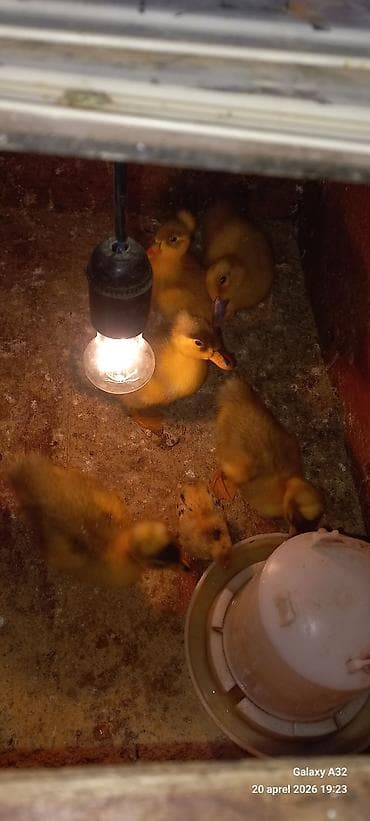 ag xoruz: Məhsul: Toqquzqulaq (crested) ördək balaları və damazlıq sürünün nəsli — 8