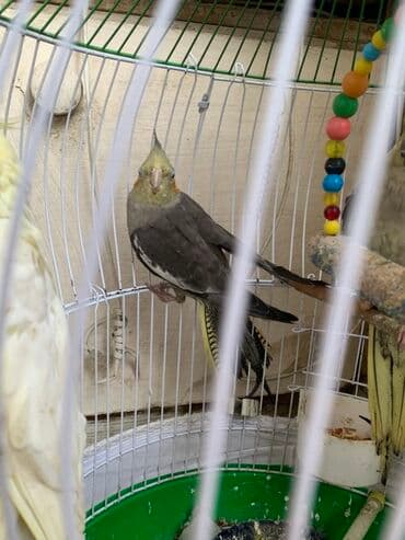 qaşqaldaq quşu: Nymph kakadu (cockatiel) – boz rəngli, yanaqlarında narıncı ləkələr — 4