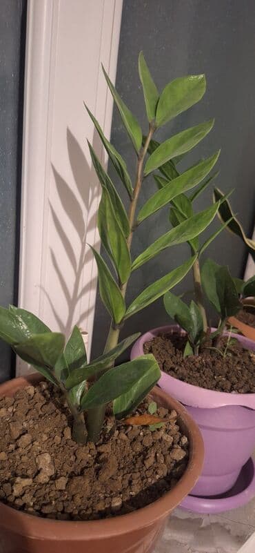 Çöl bitkiləri: Zamioculcas zamiifolia (ZZ plant) – qəhvəyi plastik dibçəklə birlikdə — 5