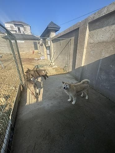 pers pisiyi satilir: Akita-inu, 6 ay, Erkek — 3