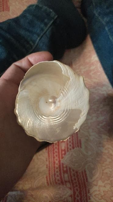 coral: Dəniz qabıqları və korallardan ibarət dekorativ kolleksiya Məhsul — 4