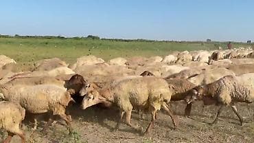 gəncə toyuq satan: Dişi, il: 1, Damazlıq, Pulsuz çatdırılma — 1
