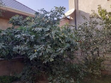 kiraye evler 2022 1 otaqli: 90 kv. m, 2 otaqlı — 4