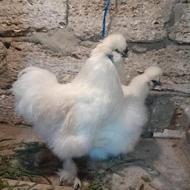 kend cuceleri: Damazlıq, Ünvandan götürmə — 4