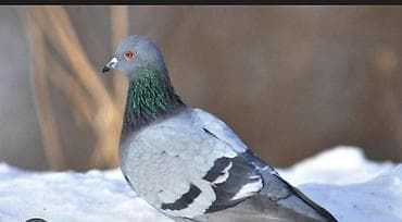 hind qusu satisi: Çöl göeyercini aliram.satan yazsin.vatsap aktivdir — 1