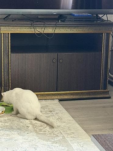 polkalar: Düz TV altlığı, Polkalı — 1