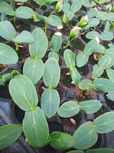 heserat yeyen bitkiler: Xiyar şitilleri var 
picolına F1 
mania F1
Multistar f1 — 1