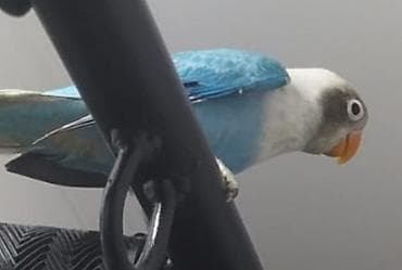 sesar qusu: Salam Fişler 4 aylıq olan balalar satılır, Türkiyədən gələn quşların — 4