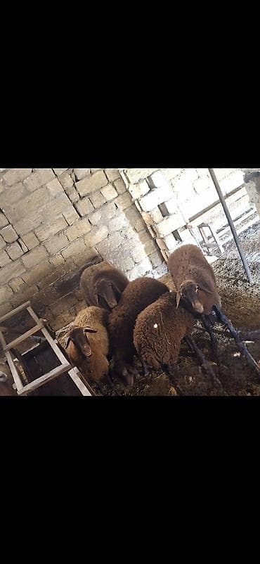 ramanov qoyun satisi: Təcili! Qala Cinsi 5 Baş Damazlıq Heyvan sallanan qulag (Cins Qoç — 1