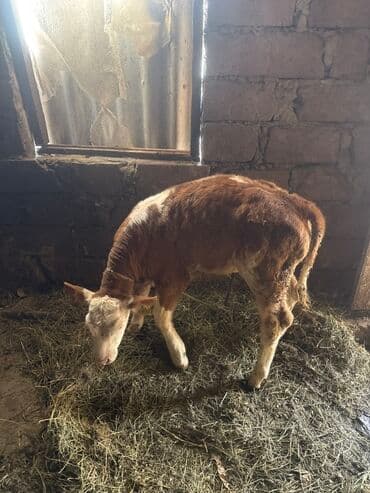 yerli cins inekler: Inəklər öz qapimizin heyvnalradir saf qan simental balalari ilə — 5