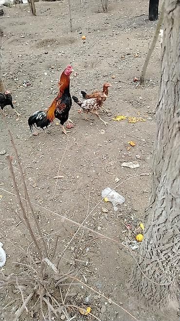 Döyüşən xoruz satılır,razılaşma yolu ilə istəyən əlaqə yaratsın,iki — 5