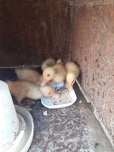 su quşu adları: 5 dene ordey altinda cixib bir ededi 3 azn unvan bileceri — 3