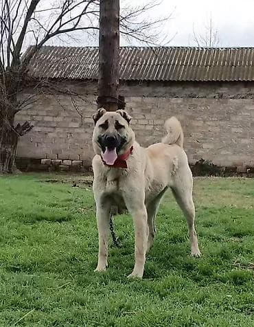 cins inekler: Kanqal, 2 il, Dişi — 1