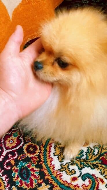 дрессировка собак баку: Şpitz — 4