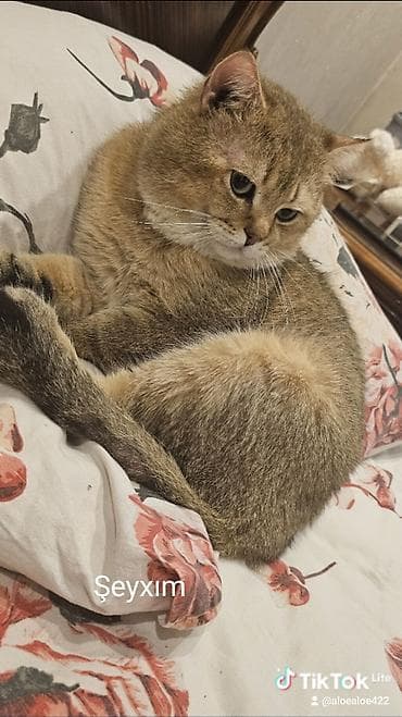 pisikler ucuz: Şotland, Erkək, Yaxşı əllərə, Ünvandan götürmə, Ödənişli çatdırılma — 4