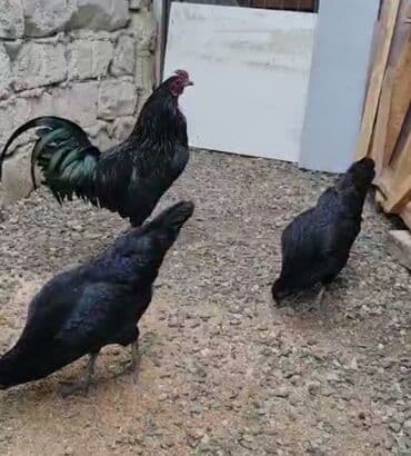 sumatra toyuqlari: Toyuq, Damazlıq, Pulsuz çatdırılma — 28