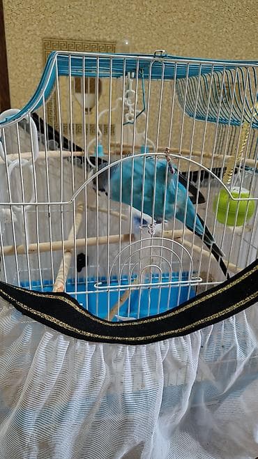 tovuz qusu satilir: Sağlam quşlardır. istəyən yoxlada bilər. ele orgesib. baxa bilmirəm — 4