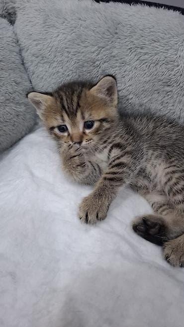 pişik cütleşdirmek: Britan — 6