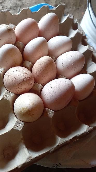 qədim samovar satisi: Sort hinduşkaların yumurtaları satılır — 1