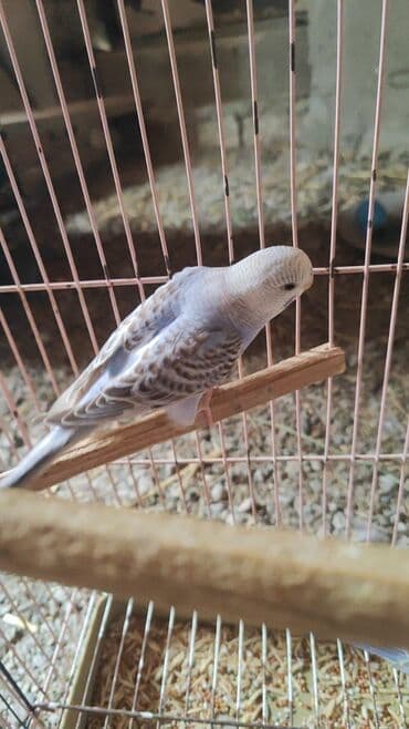 əbabil quşu: Baladilar rengbereng 20 denedi Unvan Bileceri — 1