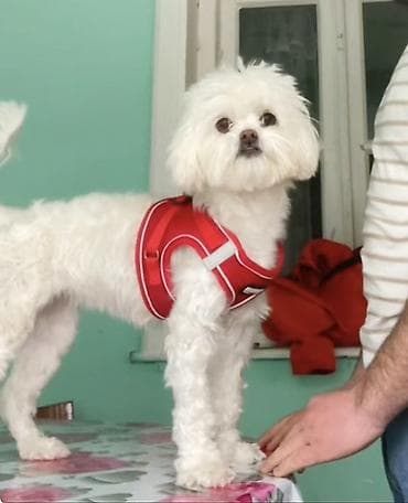 Heyvanlar üçün mallar: Maltese balonka tam saglam heyvandir butün peyvent ve qurt dermanlari — 2