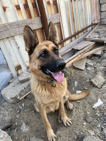 немецкие овчарки щенки купить: Немецкая овчарка, 1 год, Самка — 1