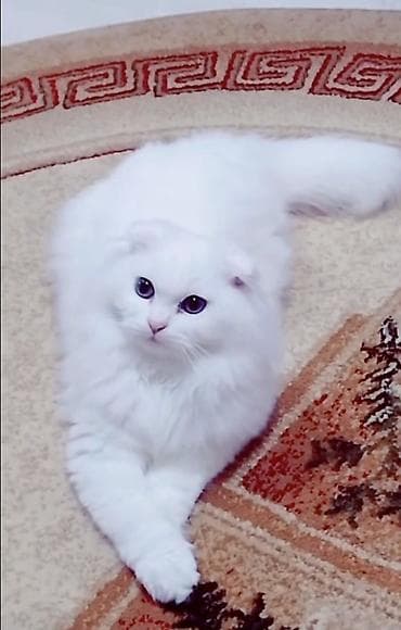 pisik qumu: Ağ rəngli uzun tüklü ev pişiyi - Cins tipajı: Kiçik, bükük qulaqlı — 1