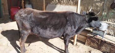 Qara rəngli inək satılır - Cins: yerli mal-qaraya uyğun, möhkəm bədən — 1