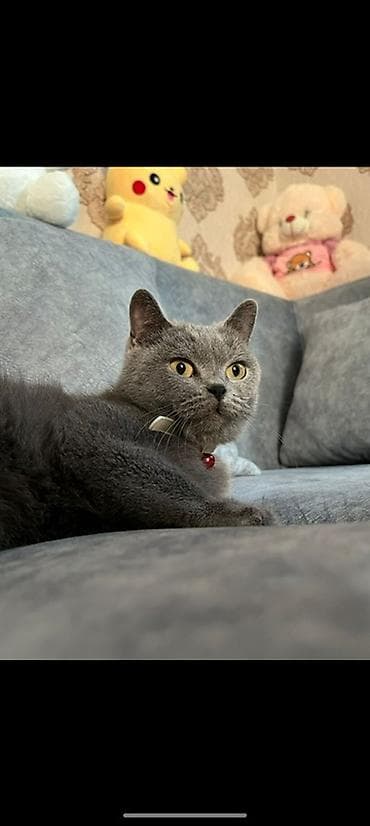 dişi quzu: Britan, Dişi — 4