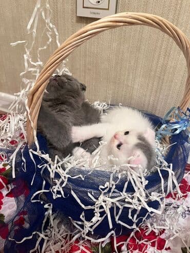 it pişik: Şotland yastı qulaq — 6