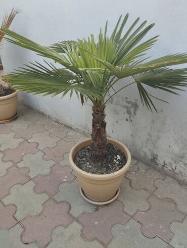 qar gülü: Qablarda palma ağacları - Növ: Dekorativ palma (yelpikvari yarpaqlı — 3