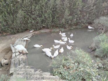 kənd colpası satışı: Ağ ördəklər kuban
4 aylıqdı yeyiləsidir.
25 ədəd var.satılır təcili — 5