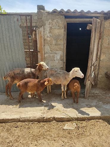 hindquşu balası: Anabala. qoyunlar quzular 3 ana 3 balla qiymet bir ana bir balaya — 3