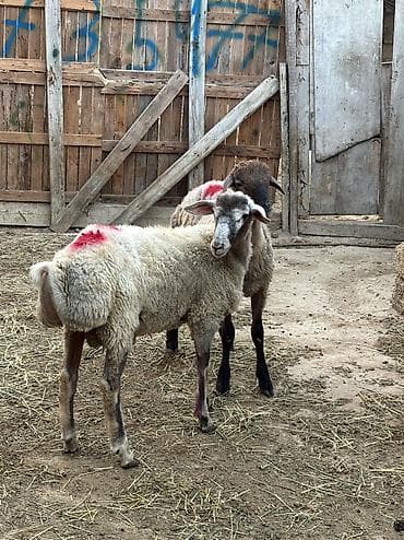 quzu satisi: Quzu, Erkək, ay: 7, 35 kq, Ətlik, Ünvandan götürmə, Ödənişli çatdırılma — 6