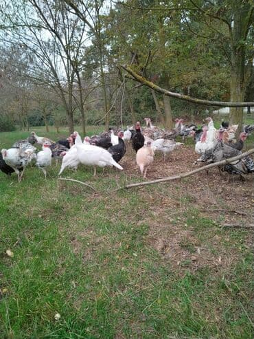kanada hinduska satilir: Yerli hinduşqalardı. Diri halda satılır. Dişlər diri çəkisində 1 kq — 3