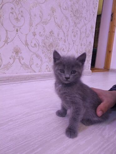 кот в добрые руки: Самец, В добрые руки, Самовывоз — 3