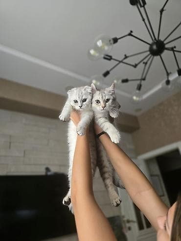 пишик: Шотландская, Самовывоз — 1