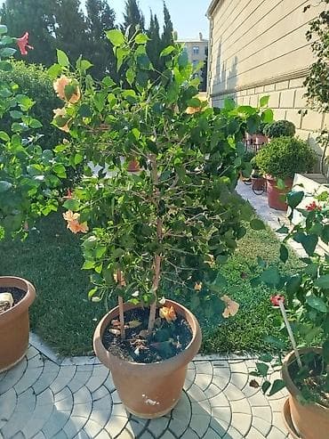 kusəyən gul: Saxsıda hibiskus (Çin gülü) dekorativ bitkisi. Bitki iri ölçülüdür və — 1