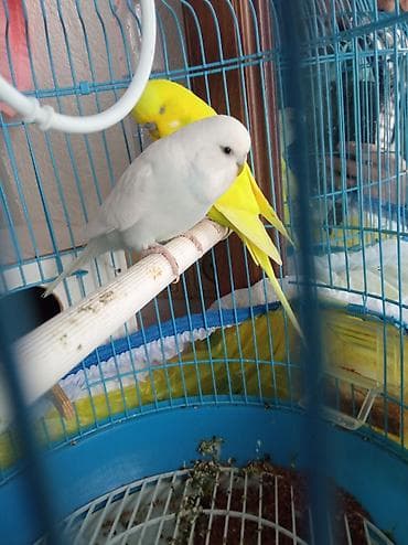 quslar: 2 dənə pabuqay qəfəs yuva yeni quşlara aid hərseyi var real alici — 1