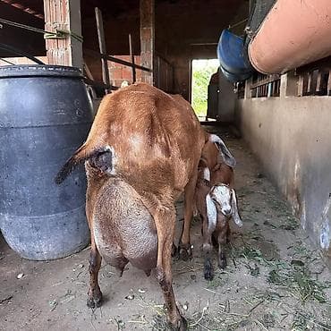 Рогатый скот: Nubian (Anglo-Nubian) keçi ana və əkiz balaları - Cins: Nubian – uzun — 2