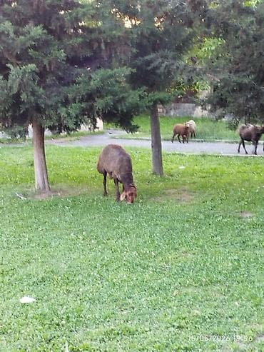 yumurta şekilleri: Erkək, Qala, il: 3, 8 kq, Damazlıq, Ətlik, Ünvandan götürmə, Ödənişli çatdırılma — 4