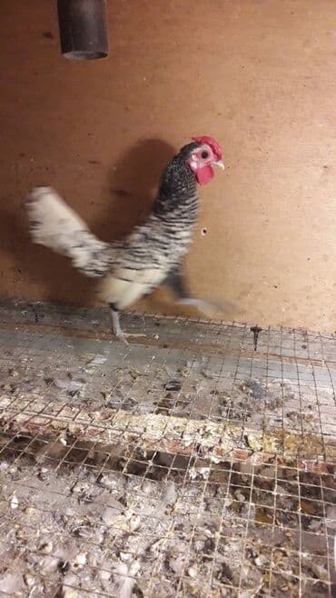 satiliq inekler: Gumusu zibrayt xoruzu satilir.Cavan saglam xoruzdur.Feresi — 1