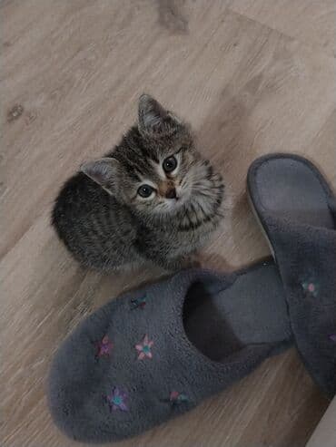 bala pişik şəkilləri: Tabbi, Dişi, Yaxşı əllərə, Pulsuz çatdırılma — 2